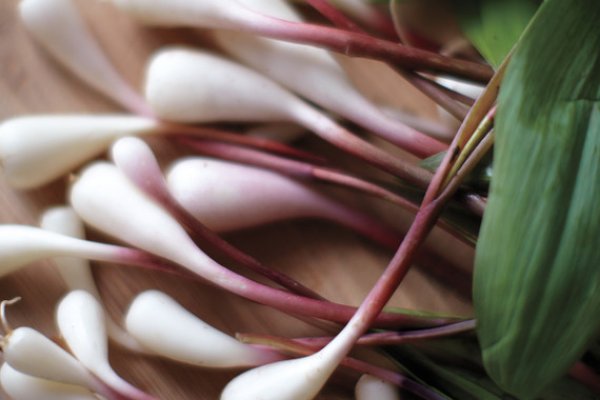 Kraken onion link